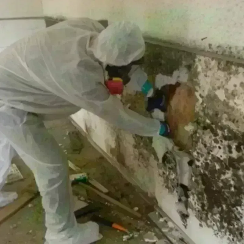 Mold Remediation and Removal in Caguas, PR